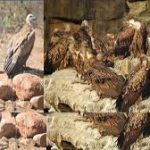 Madhya Pradesh Now Home to India’s Highest Vulture Population