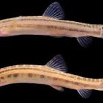New fish species discovered in Beijing in over 40 years