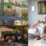 PM Modi Inaugurates Vantara, an Animal Rescue and Conservation Centre in Gujarat