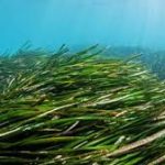 World Seagrass Day 2025