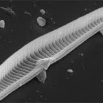 Gomphonema Rajaguruji