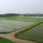 Green Revolution in India