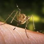 Japanese Encephalitis