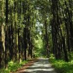 National Forest Policy of India