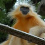 Species Found In Assam