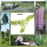 State Symbols of Assam