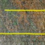 1st Indian reference to Halley's Comet found in Sanskrit inscription