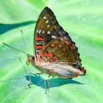 Arunachal Pradesh Welcomes New Butterfly Species