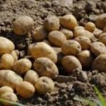 Centre approves South Asia unit of International Potato Centre at Agra