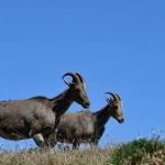 Endangered Species Fund in Tamil Nadu Gets Fresh Lease of Life