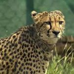 India’s First Inter-State Cheetah Corridor Set to Span Madhya Pradesh and Rajasthan