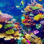 India’s First Underwater Museum to Be Built Around INS Guldar in Maharashtra