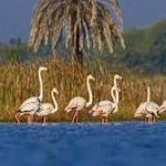 Khichan and Menar Wetlands Get Ramsar Tag Ahead of World Environment Day