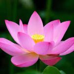 List of Indian State Flowers