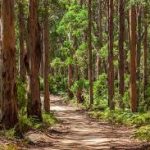 Madhya Pradesh Introduced India’s First AI-Powered Real-Time Forest Alert System