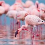 Maharashtra Designates DPS Flamingo Lake as Conservation Reserve