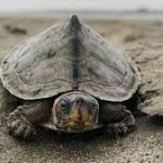 Nagshankar Temple of Assam Becomes Modern Temple for Turtle Conservation