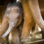 Project Elephant Review: Census Phase-I Completed