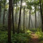 Rajiv Gandhi Van Samvardhan Yojana Launched to Boost Green Cover in Himachal