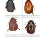 Six New Scarab Beetles Discovered in India