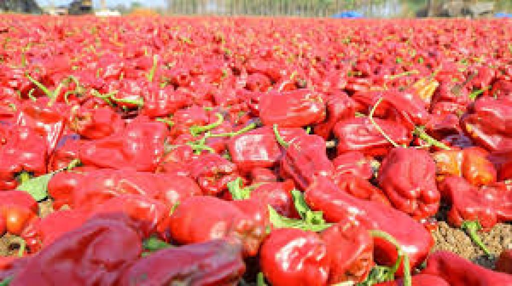 Warangal Chapata Chilli Receives GI Tag, Boosting Farmer Benefits
