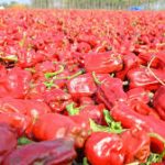 Warangal Chapata Chilli Receives GI Tag, Boosting Farmer Benefits
