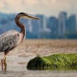 World Migratory Bird Day Revealed Theme For 2025