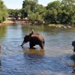 Assam Launches ‘Gajah Mitra’ Scheme to Protect People and Elephants