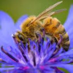 Chinese Scientists Develop World’s Lightest Brain Controller to Turn Bees into Cyborgs