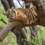 Haryana to Build Asia’s Biggest Jungle Safari