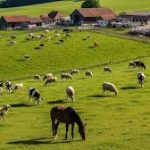 Maharashtra Grants Agricultural Status to Livestock and Poultry Farming