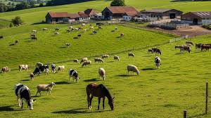 Maharashtra Grants Agricultural Status to Livestock and Poultry Farming