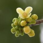 New Garcinia Tree Species Discovered In Assam’s Baksa District