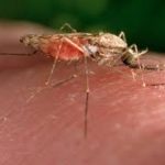 Switzerland Clears First Malaria Medicine for Small Babies