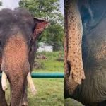 Vatsala, Asia’s Oldest Elephant, Passes Away in Madhya Pradesh’s Panna Reserve