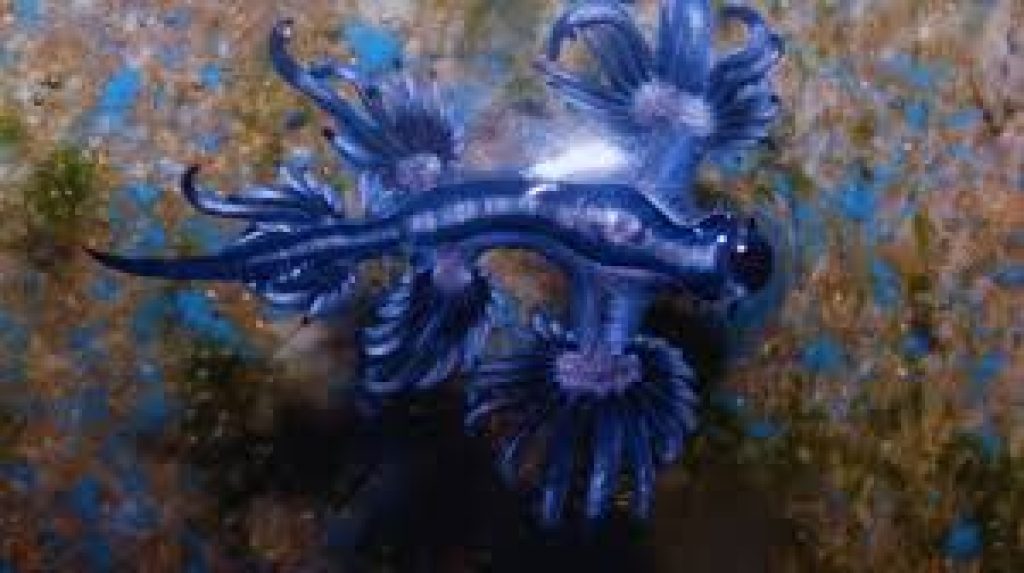 Blue dragon invasion forces closure of more beaches in Spain