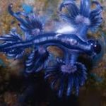 Blue dragon invasion forces closure of more beaches in Spain