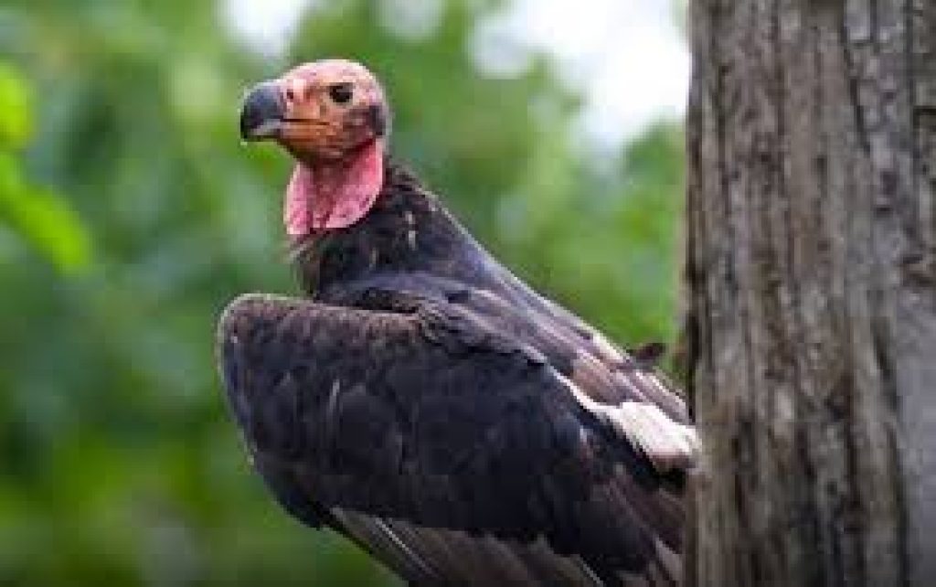 India’s First Vulture Knowledge Portal Launched in Assam