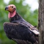 India’s First Vulture Knowledge Portal Launched in Assam
