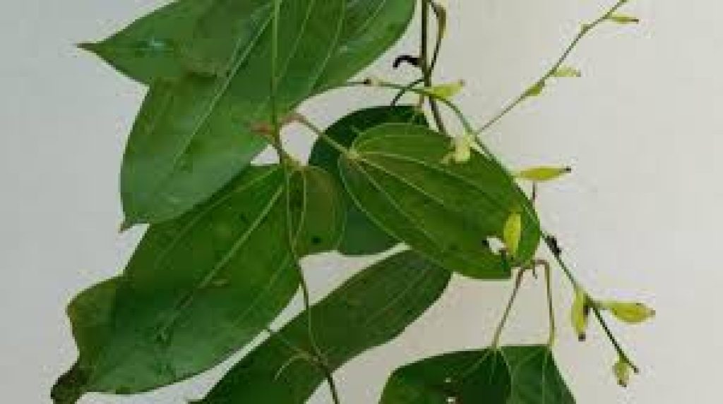 Researchers identify new tuber species from Western Ghats in Kerala’s Wayanad district