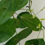 Researchers identify new tuber species from Western Ghats in Kerala’s Wayanad district