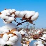 Centre Launches ₹600 Crore ‘Kapas Kranti’ Mission to Boost Long‑Staple Cotton Cultivation