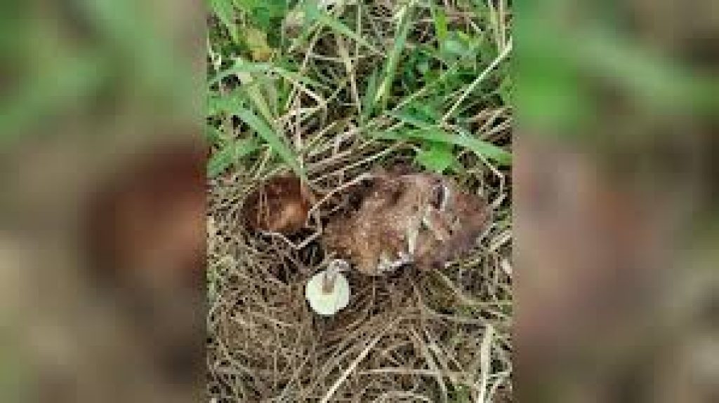 New Edible Mushroom Species Discovered In Meghalaya’s Pine Forests