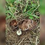 New Edible Mushroom Species Discovered In Meghalaya’s Pine Forests