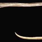 New eel species found in Colachel named after Apterichtus kanniyakumar