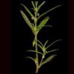 New impatiens species discovered in Western Ghats named ‘Impatiens selvasinghii’