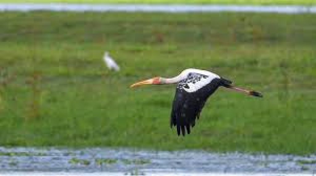 Painted Storks Return To Kaziranga After 4 Years
