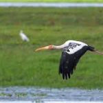 Painted Storks Return To Kaziranga After 4 Years