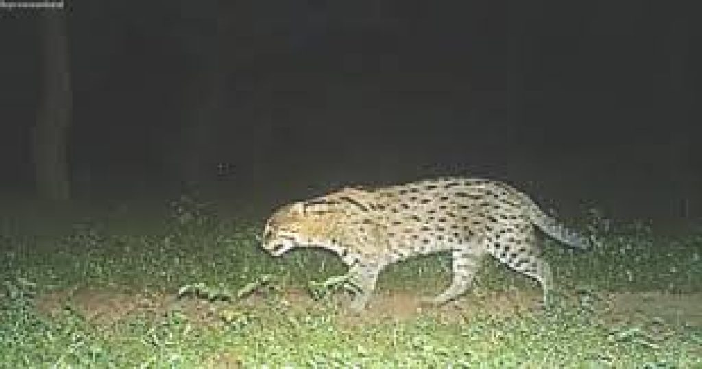 Rare fishing cat spotted for first time at Ramgarh Vishdhari Tiger Reserve