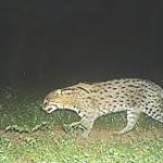 Rare fishing cat spotted for first time at Ramgarh Vishdhari Tiger Reserve